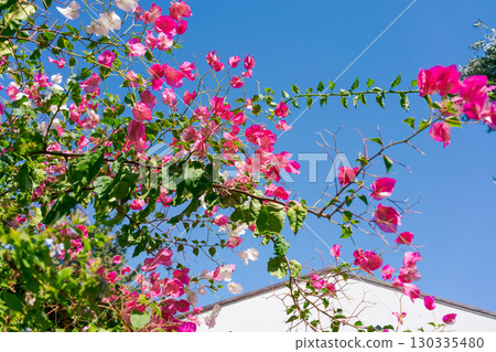 Tree with pink flowers and green leaves Tree with pink flowers and green leaves 130335480