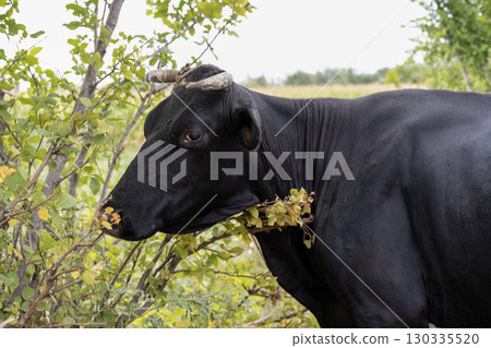 A cow eats grass and tree leaves 130335520