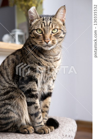 A beautiful cat with a tiger color 130335532