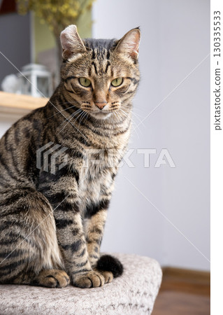 A beautiful cat with a tiger color A beautiful cat with a tiger color 130335533