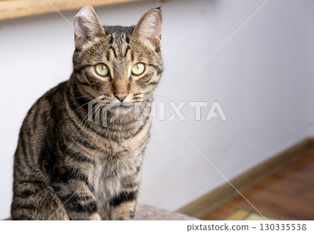 A beautiful cat with a tiger color A beautiful cat with a tiger color 130335538