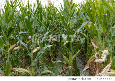 corn fields strewn with corn corn fields strewn with corn 130335552