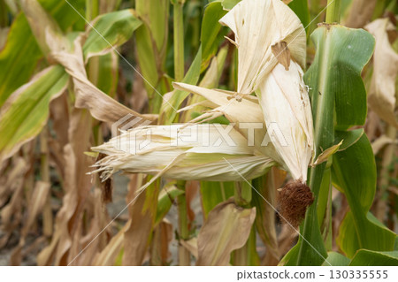 corn fields strewn with corn 130335555