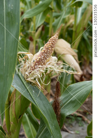corn fields strewn with corn 130335556