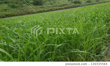 Grass on the riverbank Grass on the riverbank 130335564