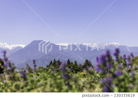 View of the Northern Alps and spring flower fields 130335619