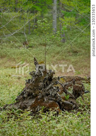 A young tree taking root in a fallen tree A young tree taking root in a fallen tree 130335653