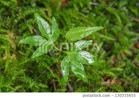 Japanese walnut seedlings Japanese walnut seedlings 130335655