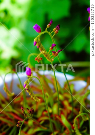 食肉植物，非洲茅膏菜，茅膏菜，茅膏菜 130335719