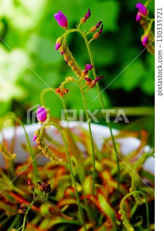 Carnivorous plant, African sundew, sundew, sundew 130335721