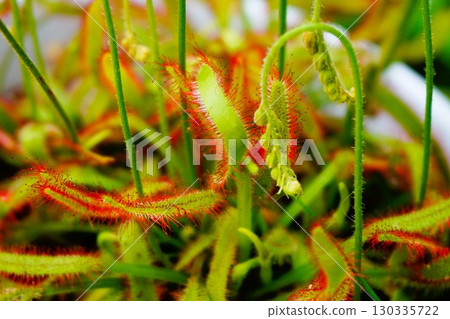 食肉植物，非洲茅膏菜，茅膏菜，茅膏菜 130335722