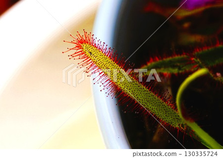 食肉植物，非洲茅膏菜，茅膏菜，茅膏菜 130335724