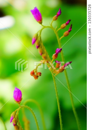 食肉植物，非洲茅膏菜，茅膏菜，茅膏菜 130335726
