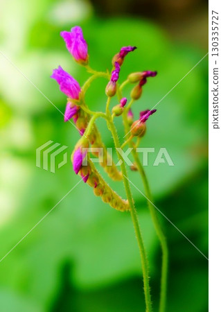 食肉植物，非洲茅膏菜，茅膏菜，茅膏菜 130335727