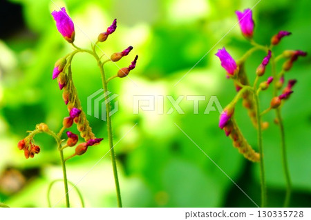 食肉植物，非洲茅膏菜，茅膏菜，茅膏菜 130335728