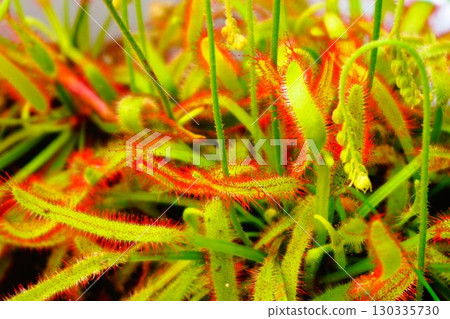 Carnivorous plant, African sundew, sundew, sundew 130335730