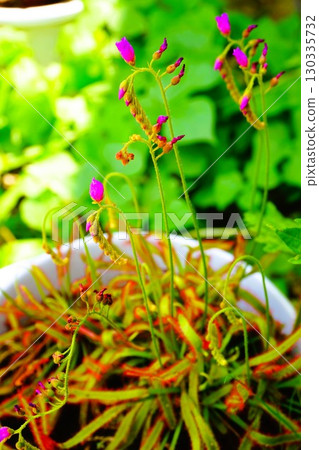 Carnivorous plant, African sundew, sundew, sundew 130335732