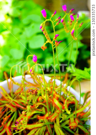Carnivorous plant, African sundew, sundew, sundew 130335733