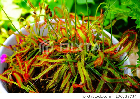 食肉植物,非洲茅膏菜,茅膏菜,茅膏菜 食肉植物,非洲茅膏菜,茅膏菜,茅膏菜 130335734