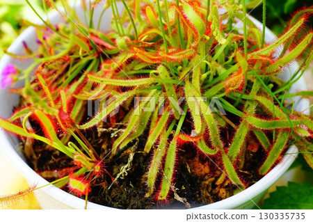 Carnivorous plant, African sundew, sundew, sundew 130335735