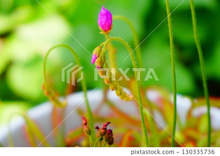 食肉植物，非洲茅膏菜，茅膏菜，茅膏菜 130335736