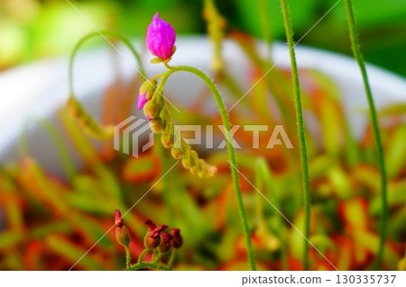 Carnivorous plant, African sundew, sundew, sundew Carnivorous plant, African sundew, sundew, sundew 130335737