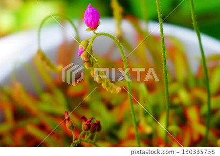 食肉植物，非洲茅膏菜，茅膏菜，茅膏菜 130335738