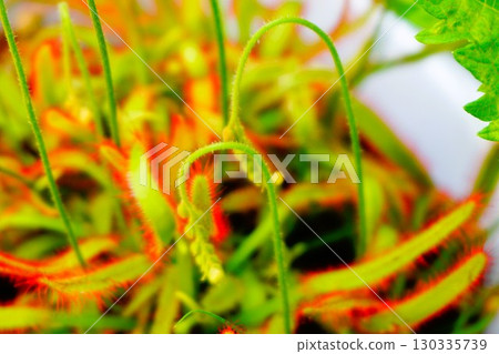 食肉植物，非洲茅膏菜，茅膏菜，茅膏菜 130335739