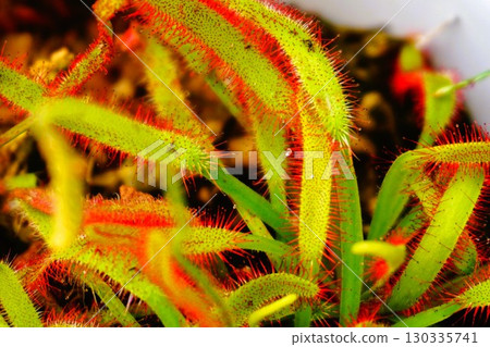 食肉植物，非洲茅膏菜，茅膏菜，茅膏菜 130335741