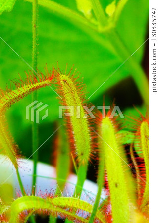Carnivorous plant, African sundew, sundew, sundew 130335742