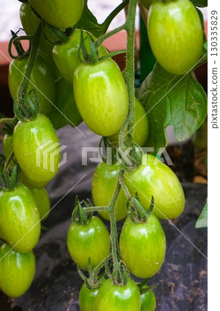 Cherry Tomato Tomato Aiko 130335829