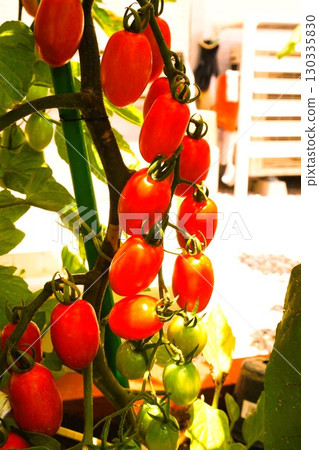 Cherry Tomato Tomato Aiko Cherry Tomato Tomato Aiko 130335830