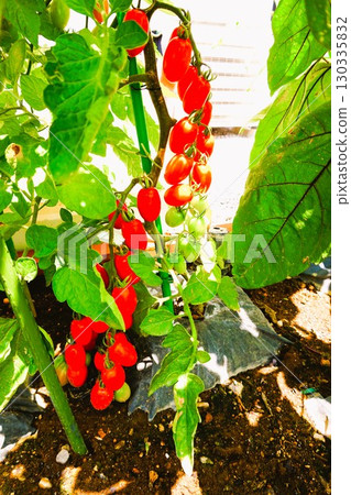 Cherry Tomato Tomato Aiko Cherry Tomato Tomato Aiko 130335832