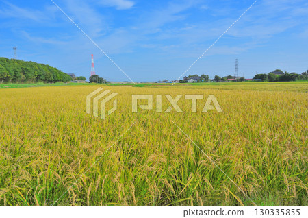 收割前的稻田和廣闊的天空 收割前的稻田和廣闊的天空 130335855
