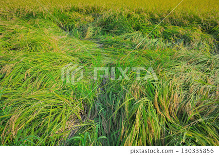 水稻倒伏造成的農業損失 130335856