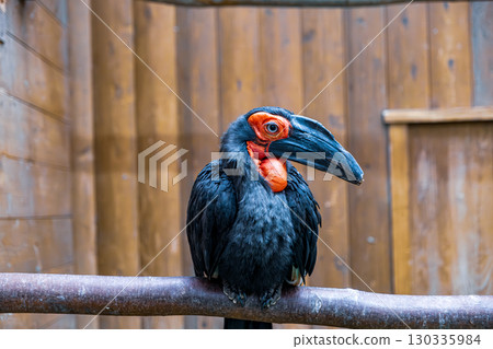 [#動物園] 南方地犀鳥 130335984