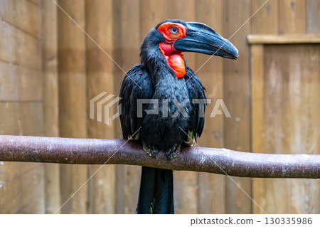 [#動物園] 南方地犀鳥 130335986