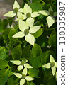 Flowering dogwood 130335987