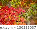 Maple leaves bathed in the late autumn sunshine 130336037
