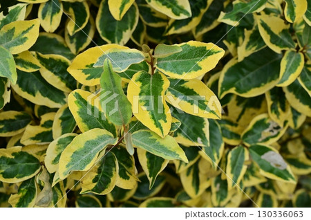 沙棗屬鍍金邊樹(沙棗科)常綠灌木 沙棗屬鍍金邊樹(沙棗科)常綠灌木 130336063