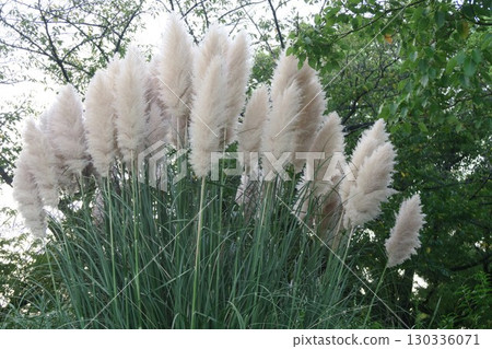 The white flowers of pampas grass are a sign of early autumn The white flowers of pampas grass are a sign of early autumn 130336071