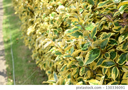 Elaeagnus Gilt Edge (Elaeagnus family) Evergreen shrub Elaeagnus Gilt Edge (Elaeagnus family) Evergreen shrub 130336091