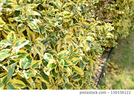 沙棗屬鍍金邊樹（沙棗科）常綠灌木 130336122