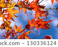Maple leaves bathed in the late autumn sunshine 130336124