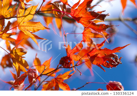Maple leaves bathed in the late autumn sunshine 130336124