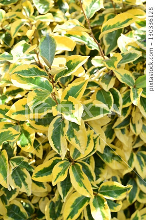 Elaeagnus Gilt Edge (Elaeagnus family) Evergreen shrub Elaeagnus Gilt Edge (Elaeagnus family) Evergreen shrub 130336128
