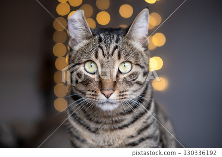 A beautiful cat with a tiger color A beautiful cat with a tiger color 130336192