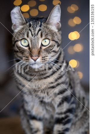 A beautiful cat with a tiger color 130336193