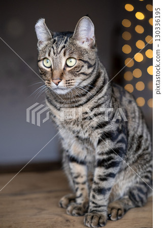A beautiful cat with a tiger color A beautiful cat with a tiger color 130336195