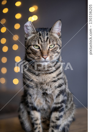 A beautiful cat with a tiger color A beautiful cat with a tiger color 130336205